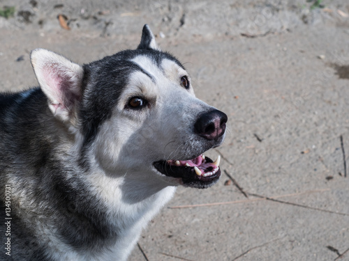 Close up Siberian husky dog portrait