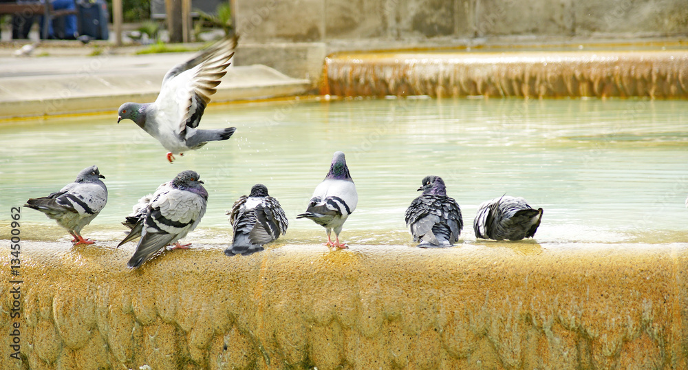 Fototapeta premium Palomas en una fuente