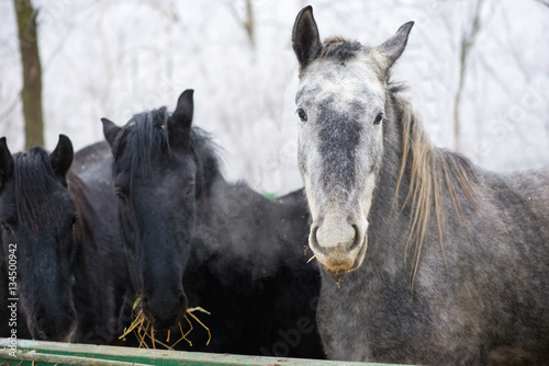 Lipizzan Horse, Portrait of Adult