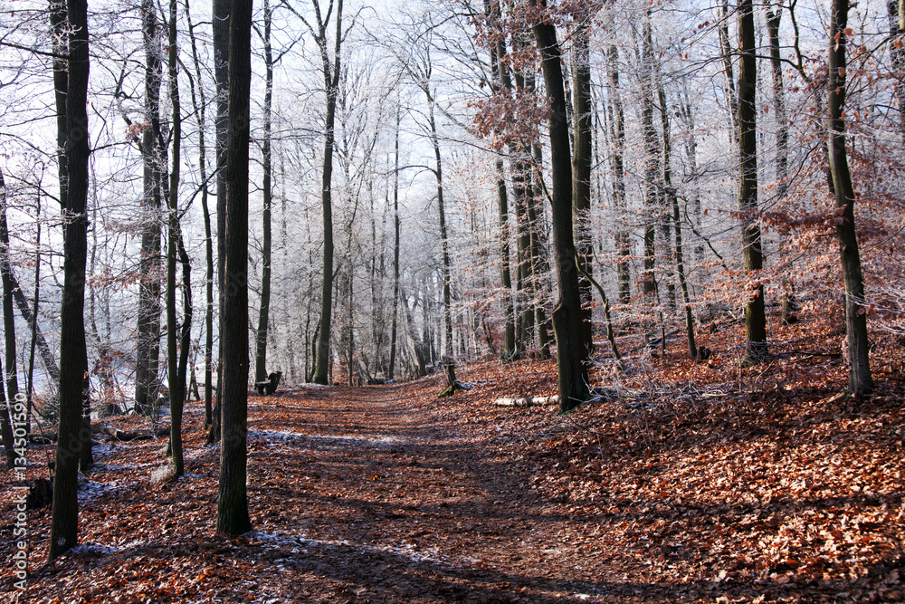 Waldweg durch den Buchenhain