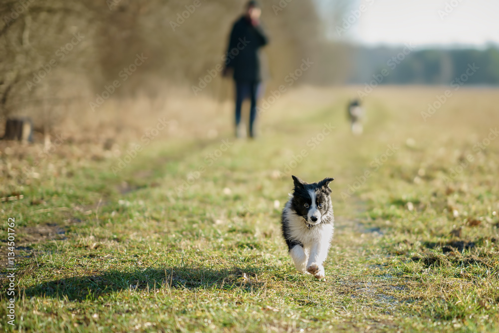 Border Collie Welpe