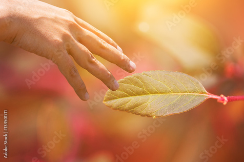 human hands touching a leaf photo