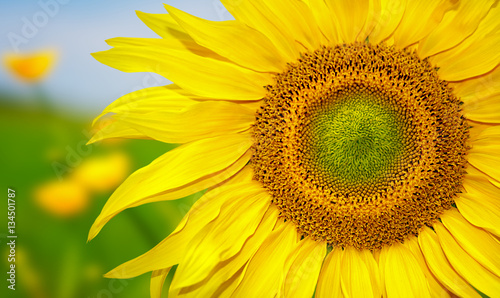 Yellow sunflower and blue sky