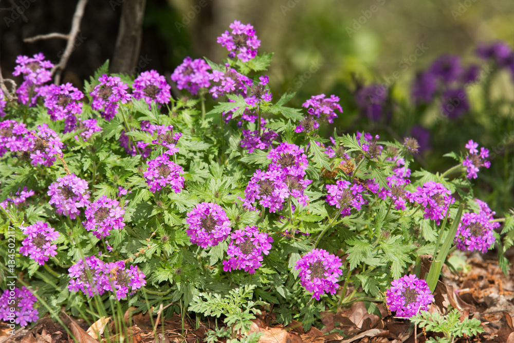 Obraz premium Purple Paririe Verbena flower mound in spring, on the edge of woods