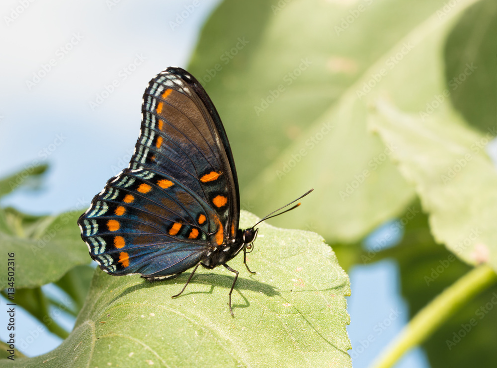 Obraz premium Red Spotted Purple Admiral butterfly resting on a sunflower leaf