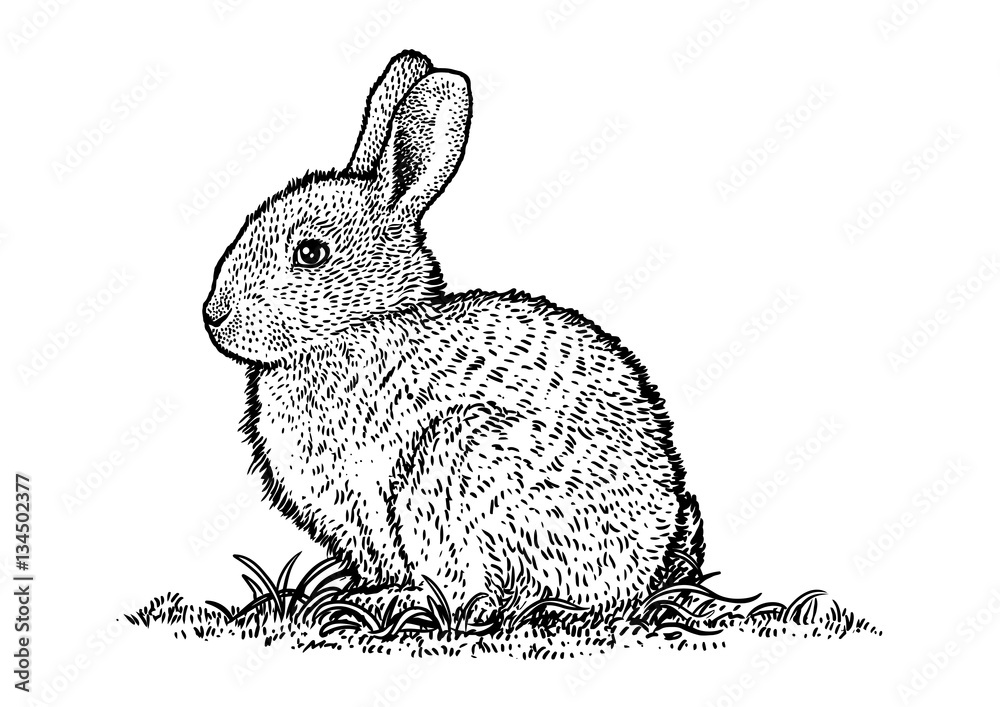 Fototapeta premium Bunny, drawing, engraving, illustration