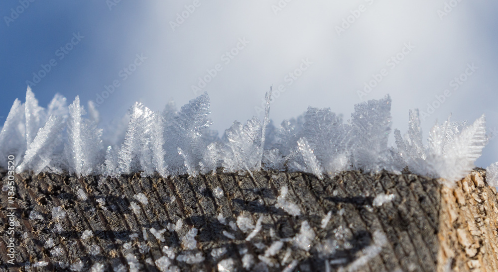 Eisblumen am Zaun