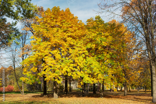 park with autumn chestnuts