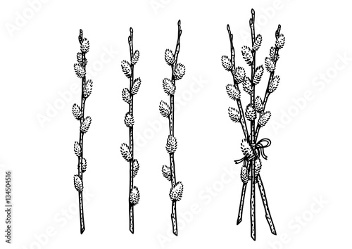 pussy willow, engraving, drawing, illustration