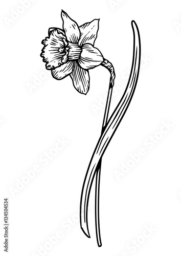 Fototapeta Naklejka Na Ścianę i Meble -  Daffodil, engraving, drawing, illustration