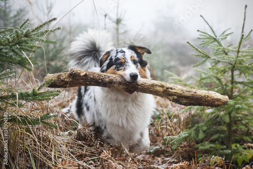 Foto Australian Shepherd carrying a big stick