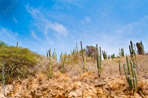 Mountain of cactus, bushes, and blue sky © CreativeZoey