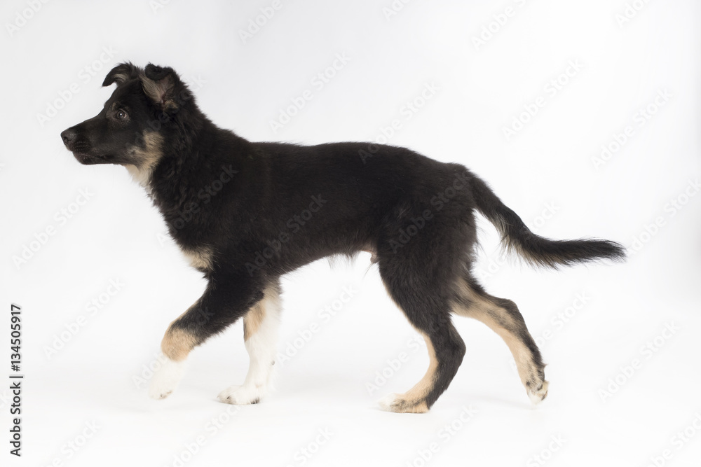 Puppy dog, Border Collie, studio background Puppy dog, Border Collie, studio background