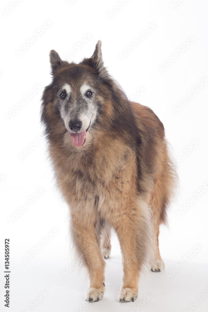 Fototapeta premium Senior dog, Belgian Shepherd Tervuren, white studio background