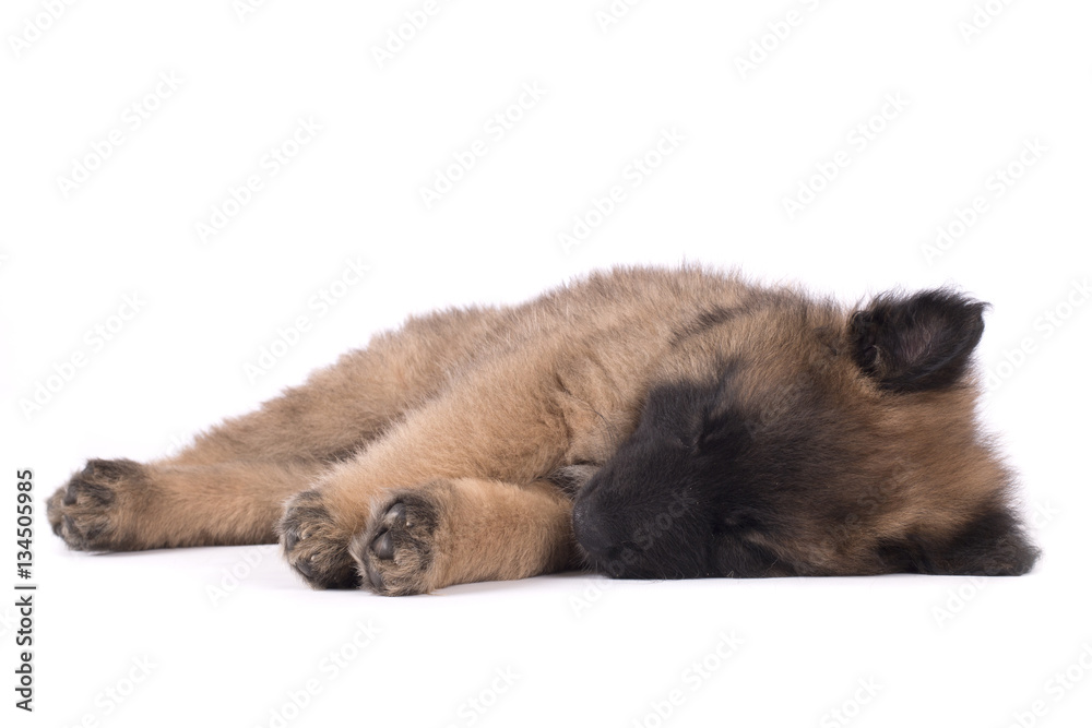 Fototapeta premium Puppy dog, Belgian Shepherd Tervuren, sleeping, studio background