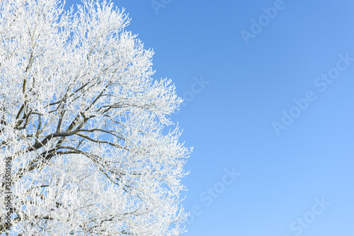 Frosted tree