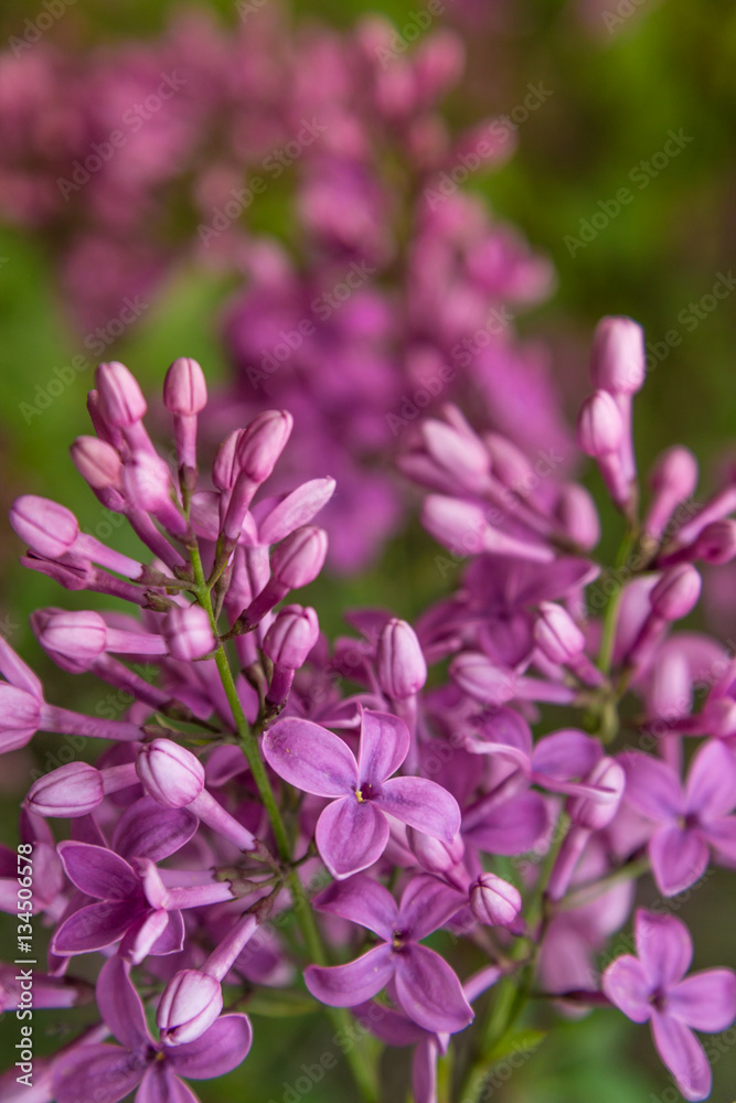 lilac lilac