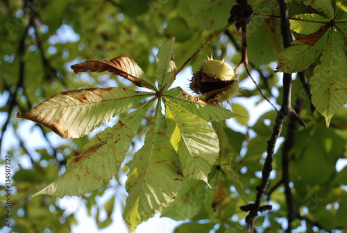 Obraz na płótnie The squirrel palace w salonie