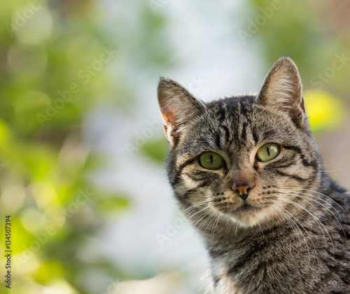 Outdoor Cat Face