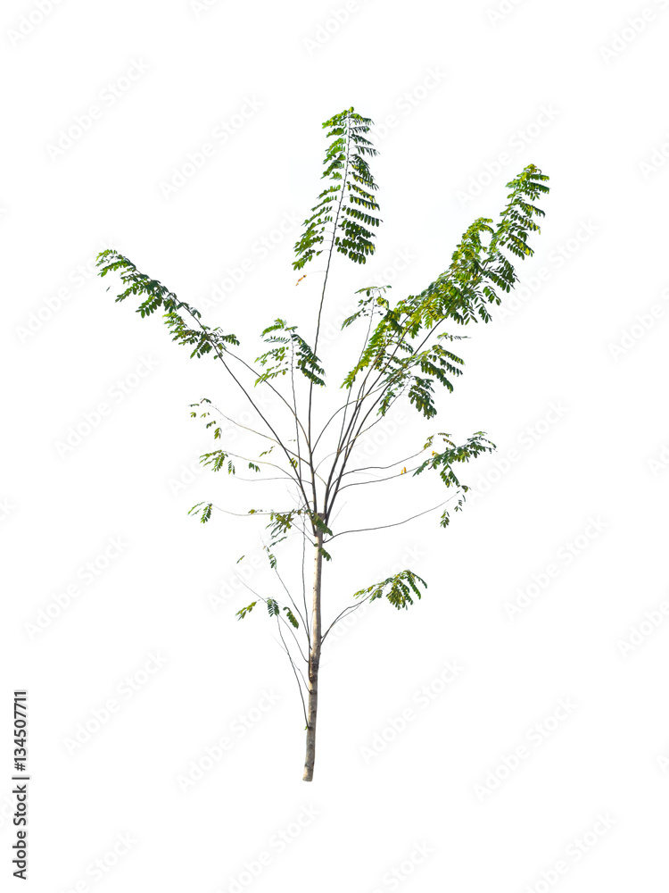 Fototapeta premium trees isolated on white background