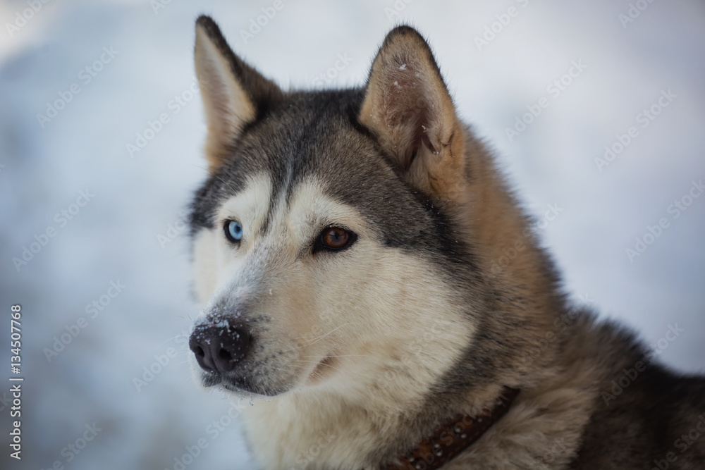 Portrait Dog breed husky heterochromia
