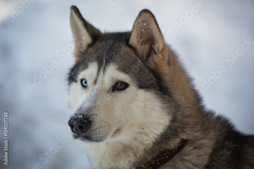 Portrait Dog breed husky heterochromia