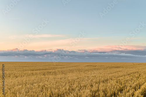 Evening with cloudy blue sky over a field of ripe cereals. Agriculture background.
