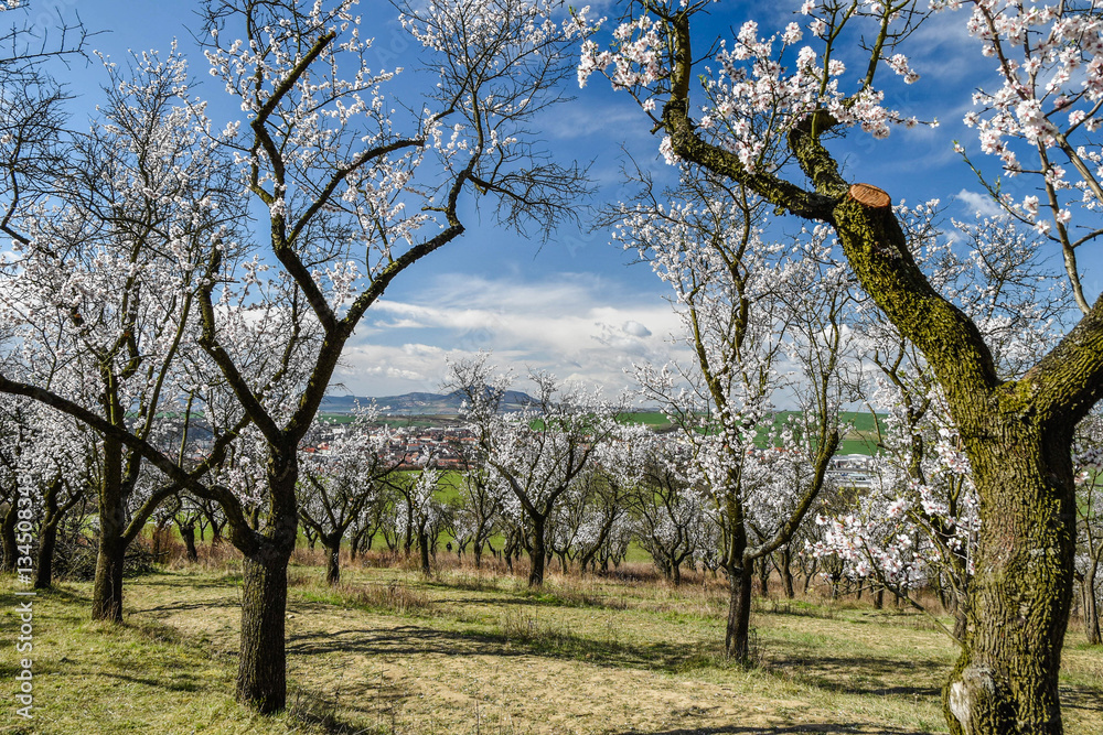 Czech almond orchard in blossom Czech almond orchard in blossom