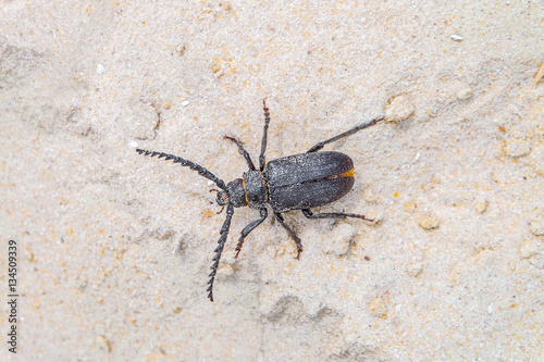 Beetle-barbel lumberjack crawling on the sand