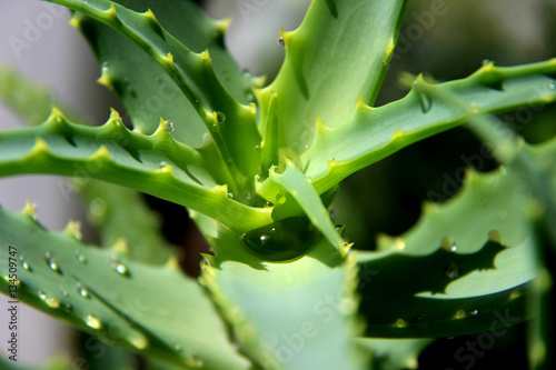 Green Aloe Water Drops