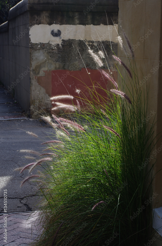Naklejka premium Wild Grass in the City
