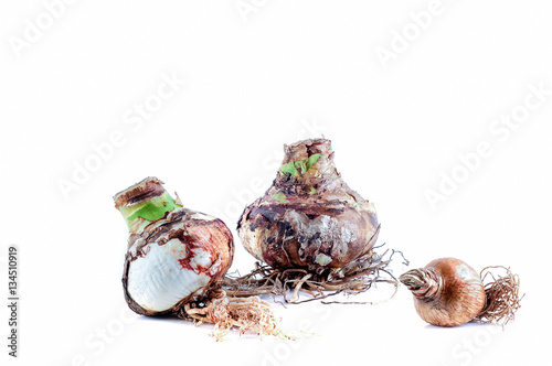 Three Mixed Bulbs Amaryllis with roots against white background