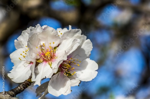 Fiore di Mandorlo con Ape, Bombo, Mosca photo