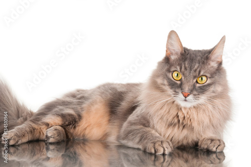 Furry gray cat on white background
