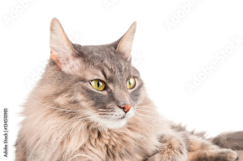 Charming cat closeup on white background