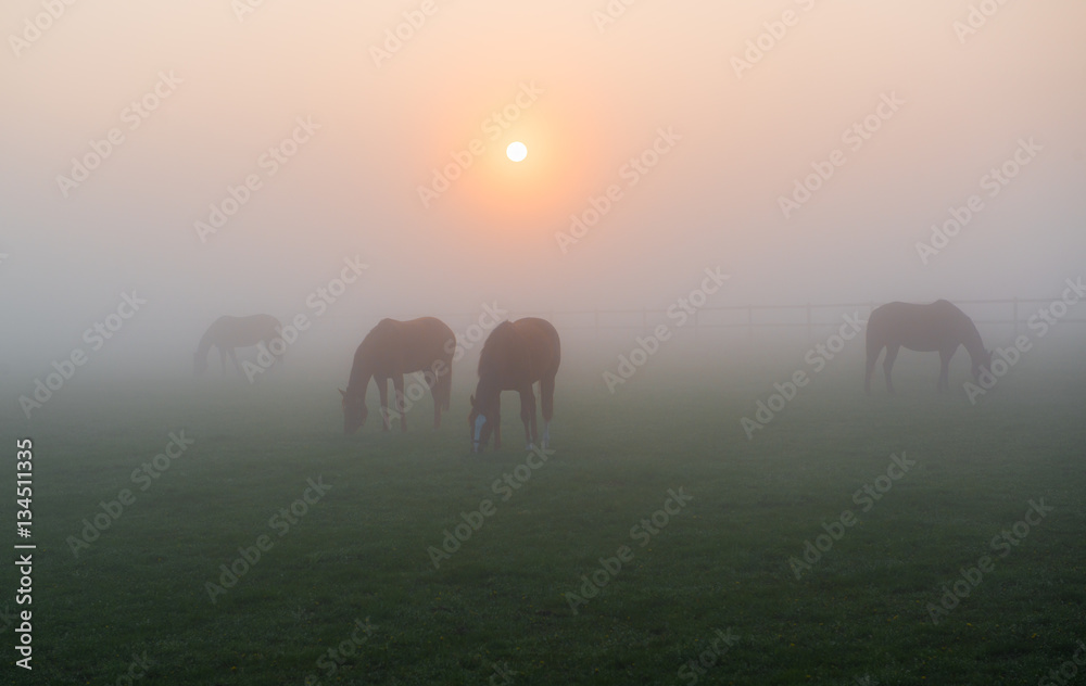 Pferde im Morgennebel auf einer Koppel