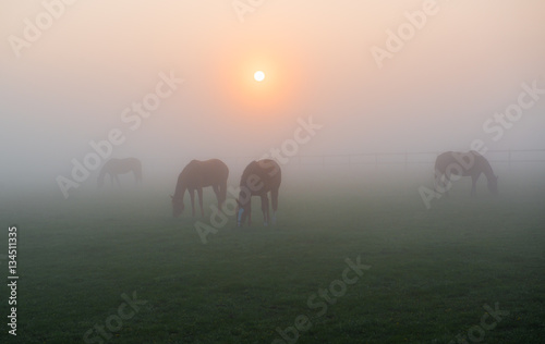 Fototapeta Naklejka Na Ścianę i Meble -  Pferde im Morgennebel auf einer Koppel