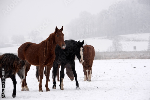 Winter auf der Pferdeweide, kleine Pferdeherde steht bei Schneefall auf der Weide