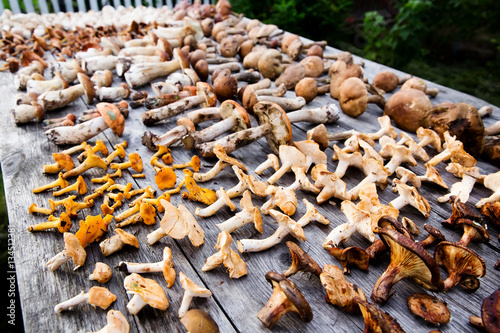 Fresh forest mushrooms on wooden background © protivnica