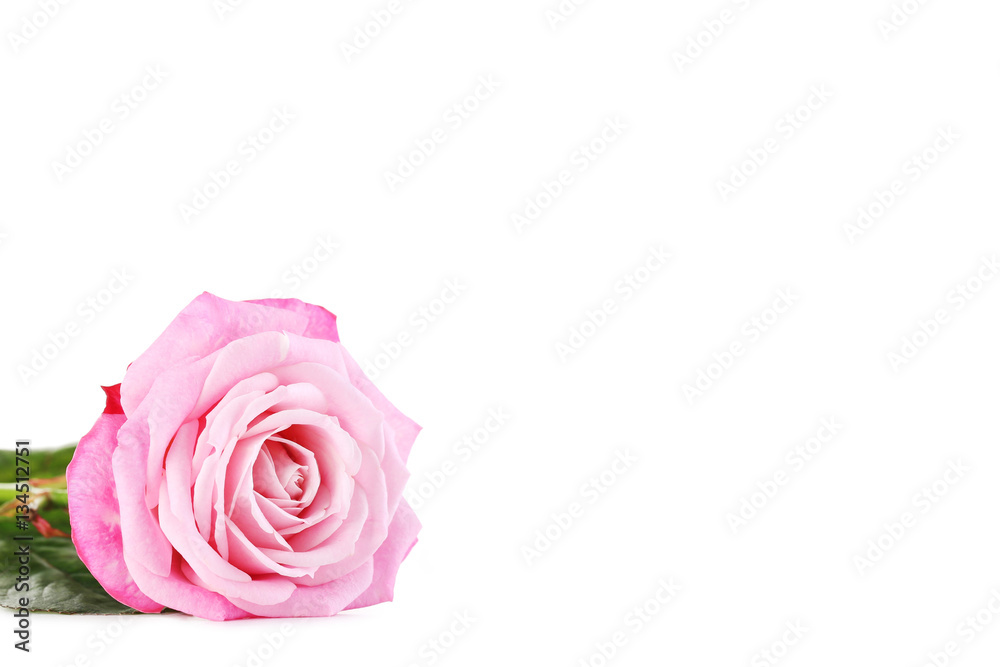 Beautiful pink rose isolated on a white Beautiful pink rose isolated on a white