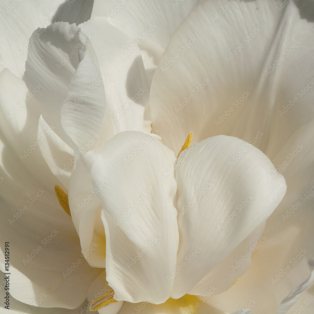 Fototapeta biały puszysty tulipan