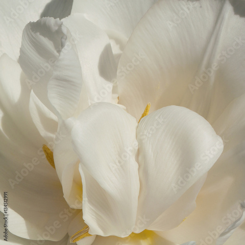 white fluffy tulip