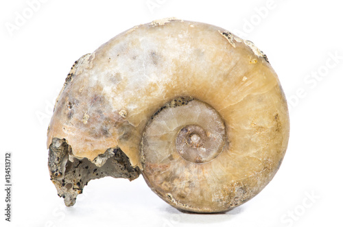 Lytoceras, ammonite fossile