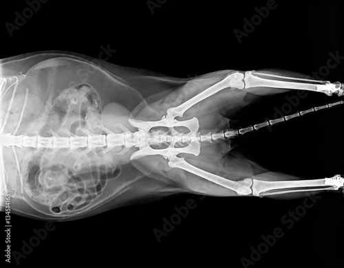 X-ray plate of cat skeleton and internal organs. Black studio background. Veterinarian orthopedic diagnostic screening test.