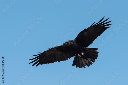 Carrion Crow  Crow  Corvus Corone