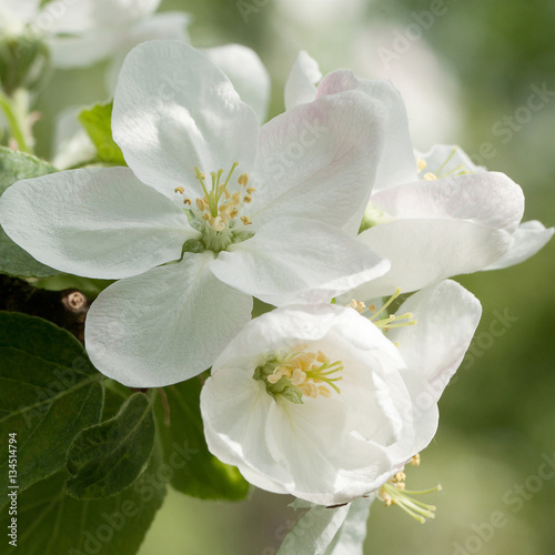 flowers of apple-tree with highlights