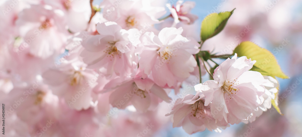 Kirschblüte im Frühjahr