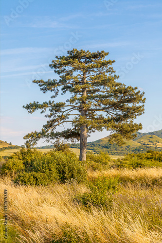 Tapety artystyczne Pine tree with blue sky
