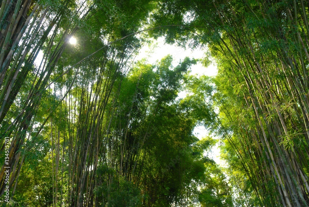 bamboo forest