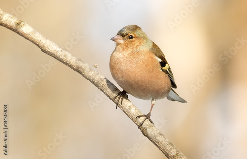 Common Chaffinch (Fringilla coelebs), usually known simply as th